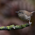 Foto del profilo di Jenny